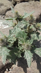 Asteraceae