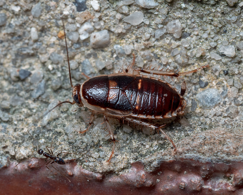 Lobopterella dimidiatipes (Bolívar, 1890)