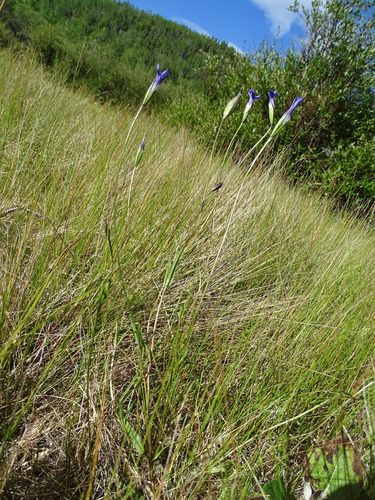 Gentianopsis detonsa ssp. yukonensis