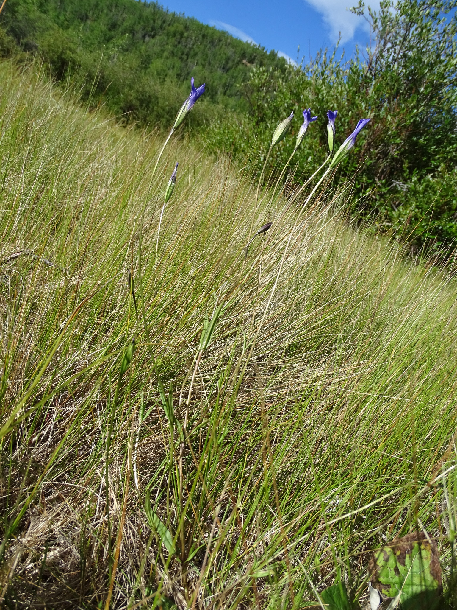 Gentianopsis detonsa ssp. yukonensis