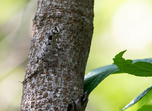Black-nosed Lizard