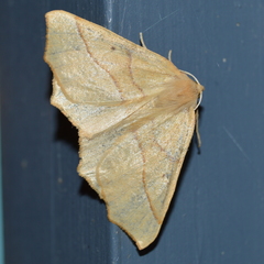 Tetracis jubararia