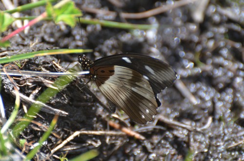 Jackson’s Swallowtail