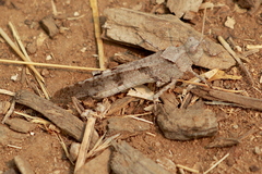 Trimerotropis thalassica