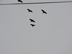 Amazona viridigenalis