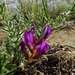 Oxytropis lanuginosa - Photo (c) Pyak Andrei, some rights reserved (CC BY-NC), uploaded by Pyak Andrei