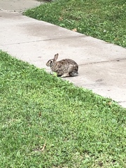 Sylvilagus floridanus