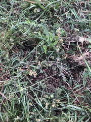 Schedonnardus paniculatus