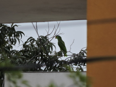 Amazona viridigenalis
