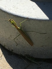 Mantidae