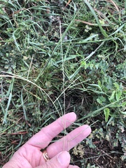 Schedonnardus paniculatus