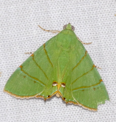 Eulepidotis viridissima