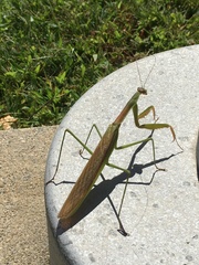 Mantidae