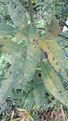 Puccinia vernoniae