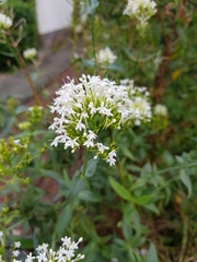 Centranthus ruber