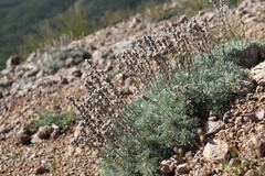 Artemisia alpina