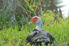 Cairina moschata domestica