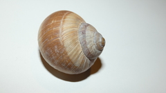 Helix pomatia