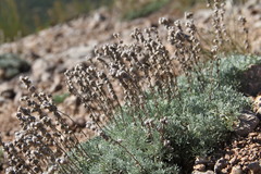 Artemisia alpina