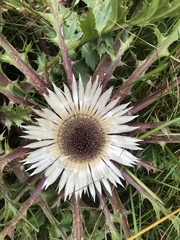 Carlina acaulis