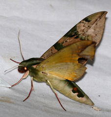 Eumorpha capronnieri