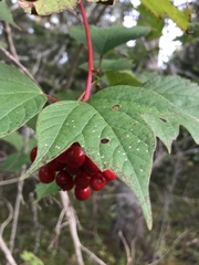 Viburnum trilobum image