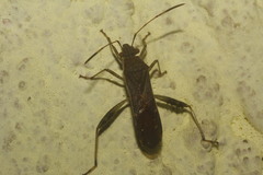 Burtinus notatipennis