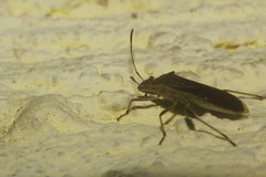 Burtinus notatipennis