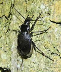 Carabus goryi