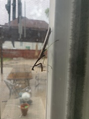 Stagmomantis carolina