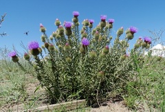Ancathia igniaria