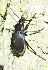 Carabus goryi