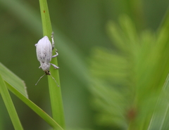 Compsus auricephalus