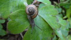 Cepaea
