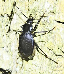 Carabus goryi