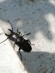 Mallodon chevrolatii