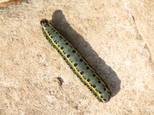 Noctuelle marbrée (La)