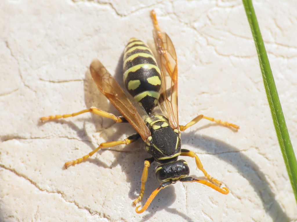 Polistes atrimandibularis