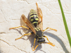 Polistes atrimandibularis