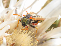 Polistes atrimandibularis