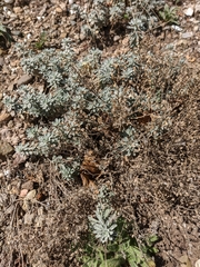 Odontarrhena obtusifolia