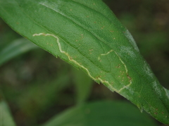 Phytomyza solidaginis