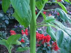 Nicotiana rustica