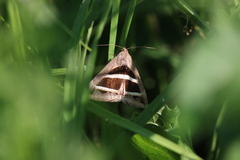 Grammodes bifasciata