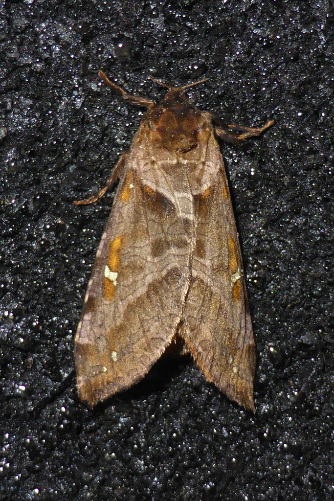 Zenophassus