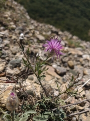 Centaurea sterilis