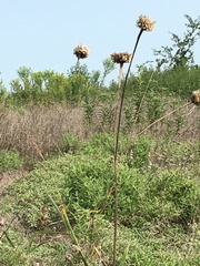 Plectocephalus americanus