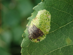 Phyllonorycter sagitella