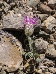 Centaurea sterilis