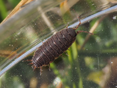 Porcellionides aternanus